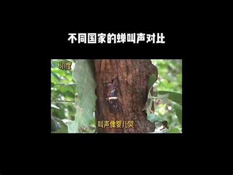 蟬聲唧唧意思|蟬聲唧唧意思 